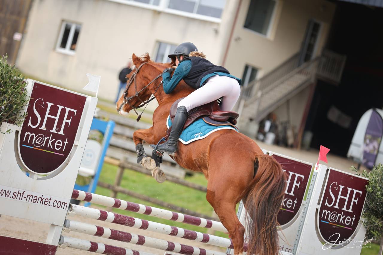 Ruin Selle Fran&ccedil;ais Te koop 2023 Vos ,  PRESIDENT