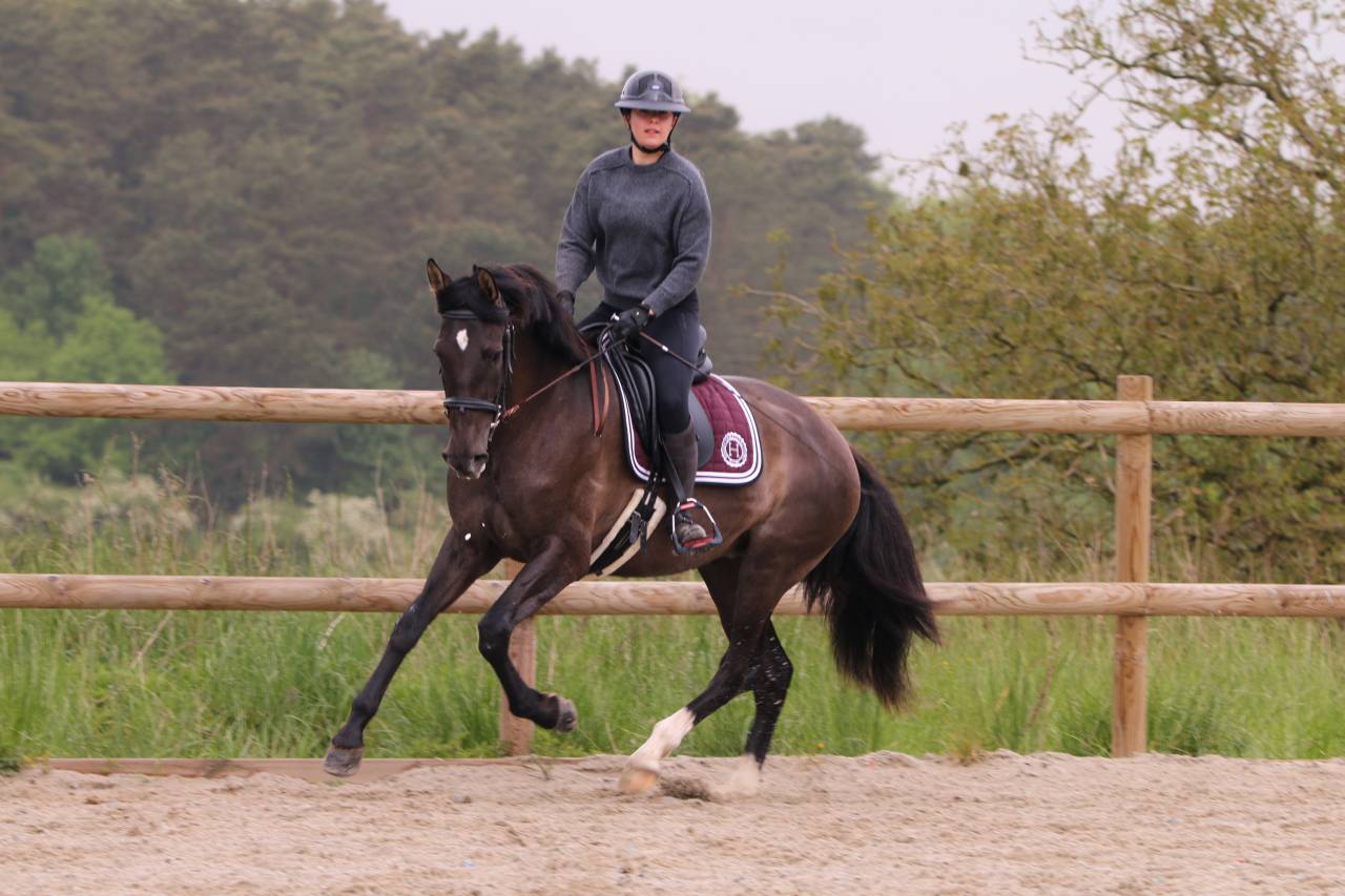 Merrie PRE Puur Ras Spaans Te koop 2021 Zwart