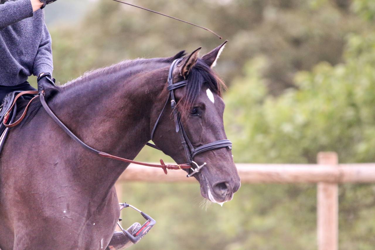 Merrie PRE Puur Ras Spaans Te koop 2021 Zwart