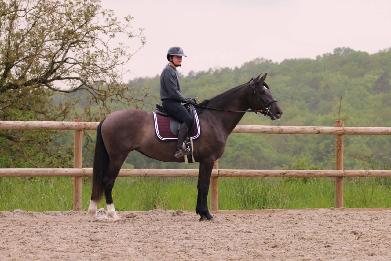 Merrie PRE Puur Ras Spaans Te koop 2021 Zwart