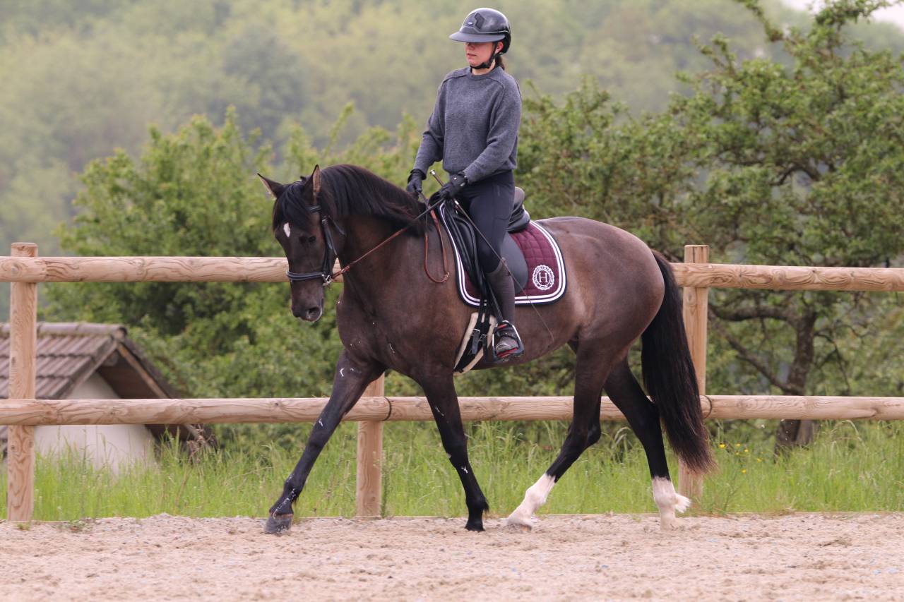 Merrie PRE Puur Ras Spaans Te koop 2021 Zwart