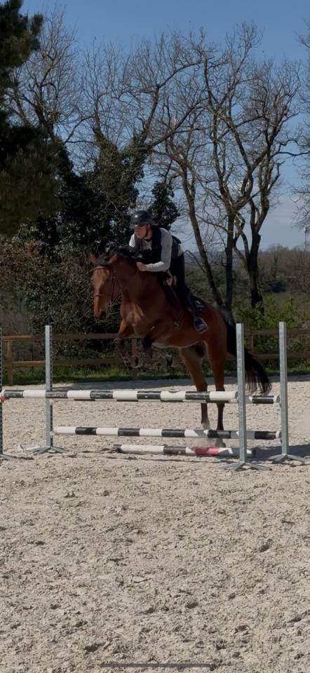 Merrie Selle Français Te koop 2021 Donker bruin / bai ,  asti spumante