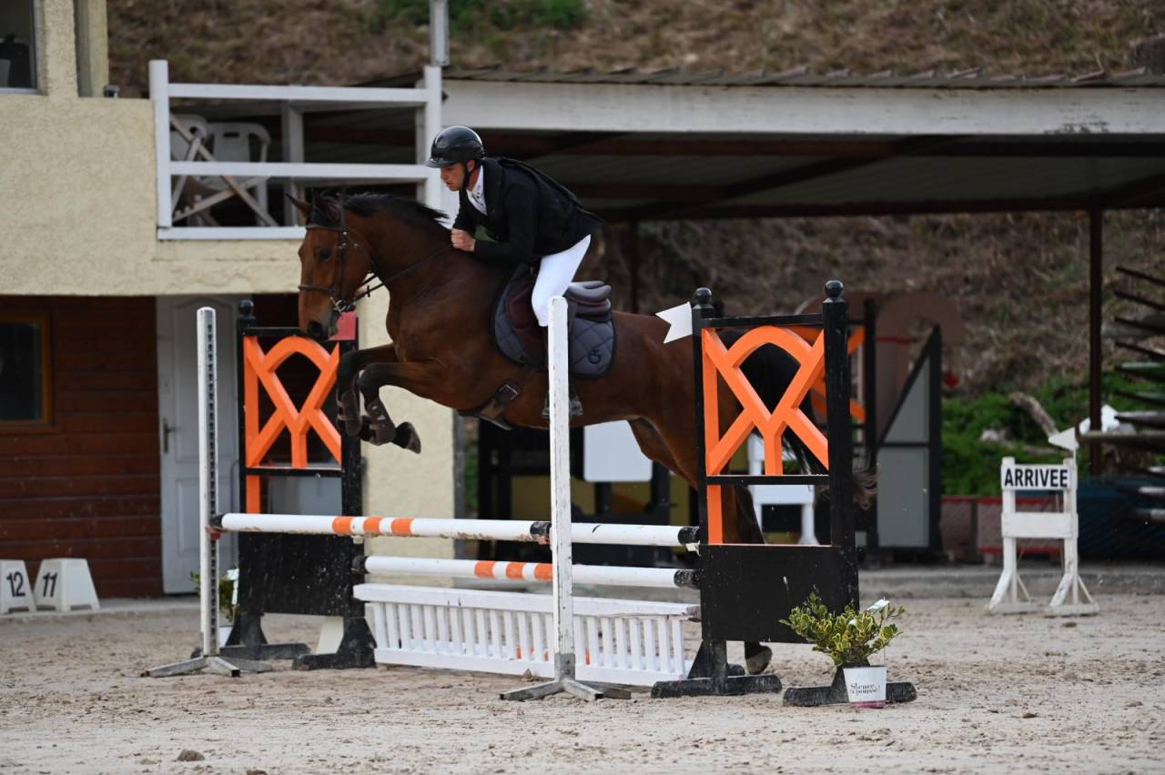 Merrie Selle Français Te koop 2021 Donker bruin / bai ,  asti spumante