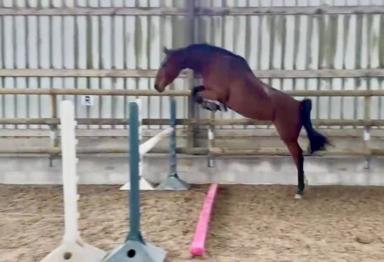 Merrie Selle Français Te koop 2021 Donker bruin / bai ,  asti spumante