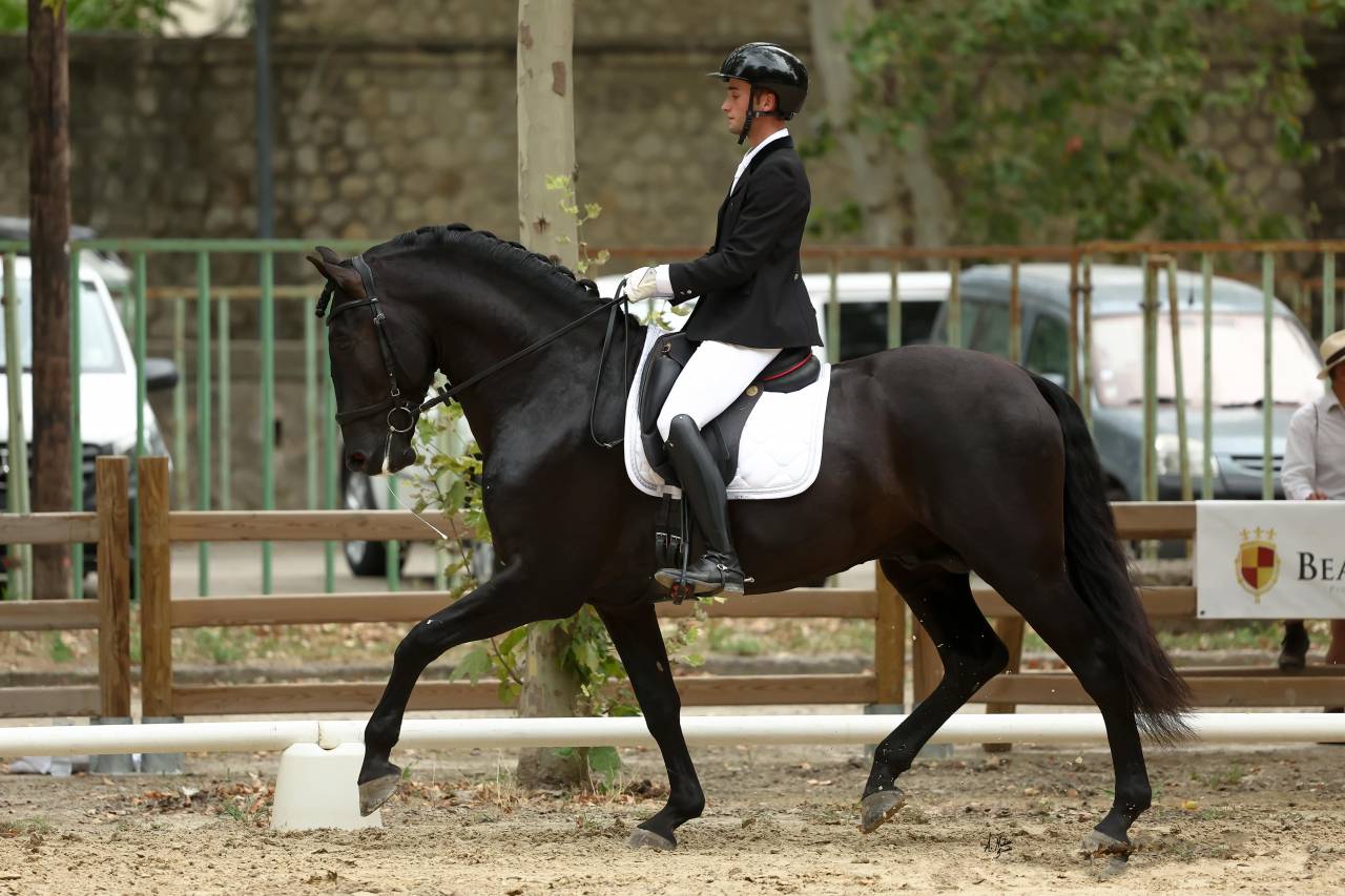 Jango NP - PRE Puur Ras Spaans 2019 ,  INTIMO SALVATELLA