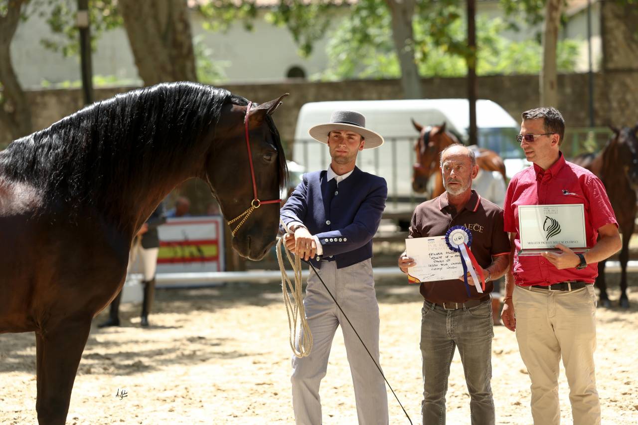 Jango NP - PRE Puur Ras Spaans 2019 ,  INTIMO SALVATELLA