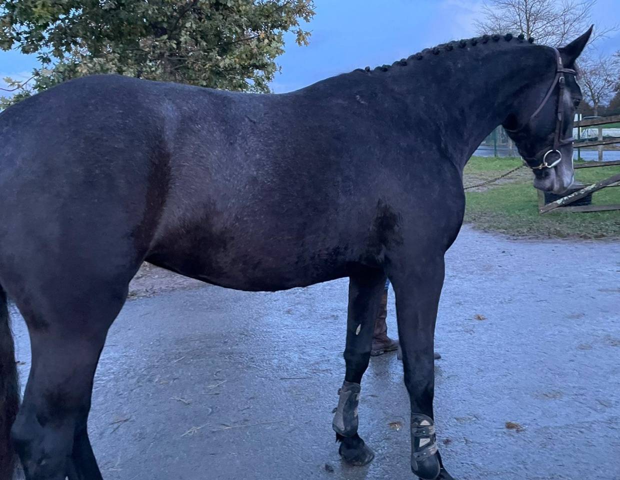 Merrie Selle Français Te koop 2021 Schimmel