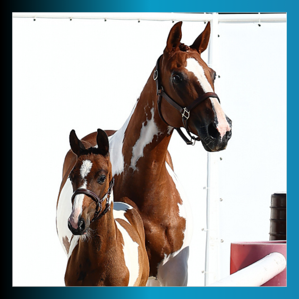 Veulen (ml) Rijpaard Te koop 2025 Bont ,  Conte Bellini