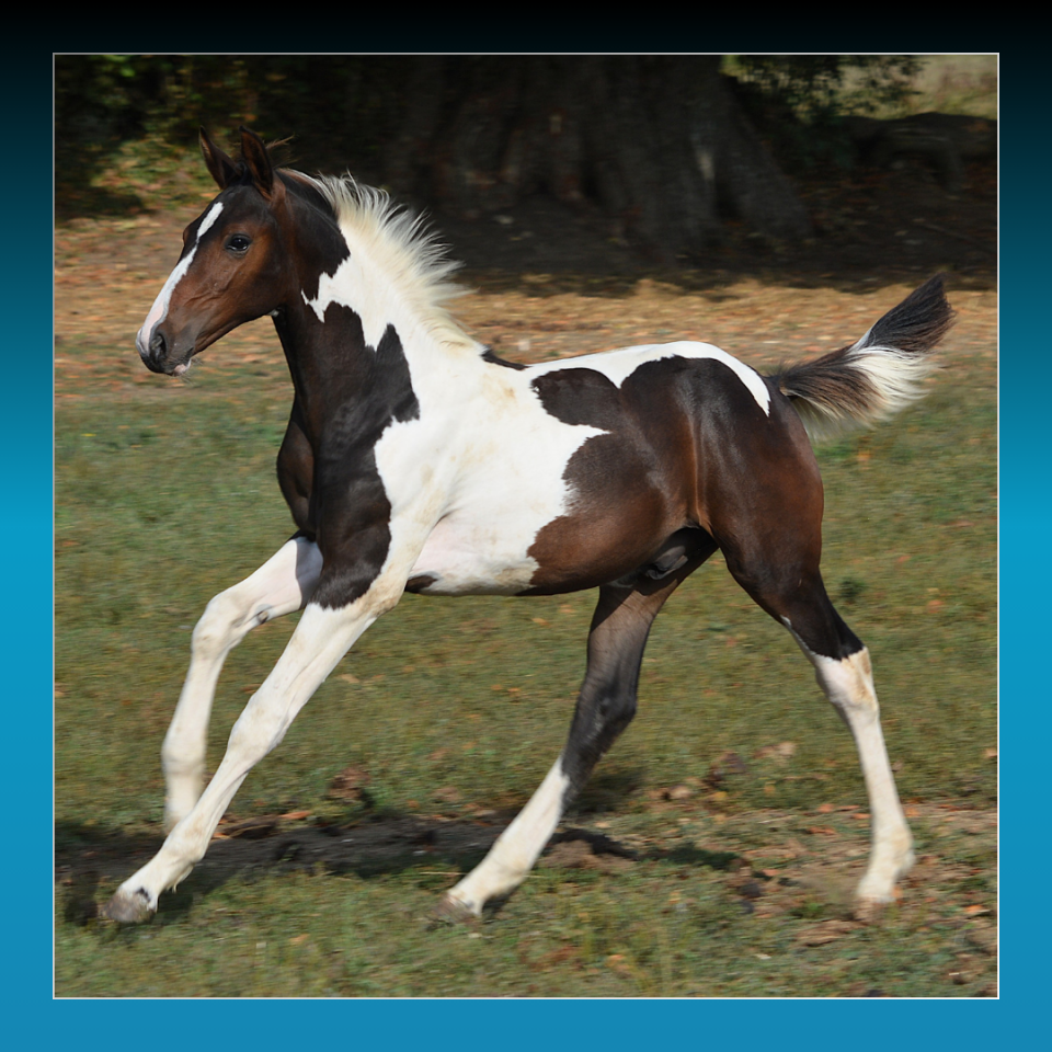 Veulen (ml) Rijpaard Te koop 2025 Bont ,  Conte Bellini