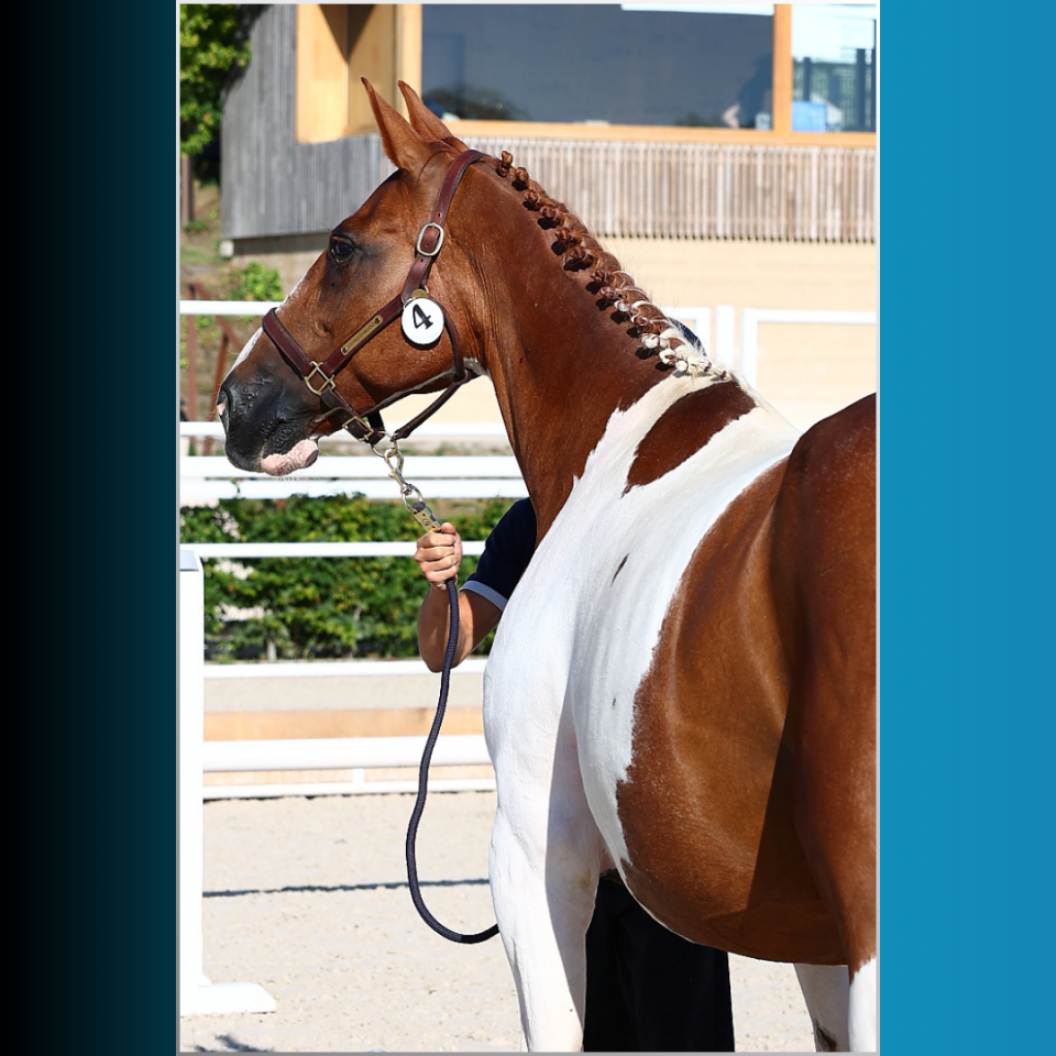 Veulen (ml) Rijpaard Te koop 2025 Bont ,  Conte Bellini