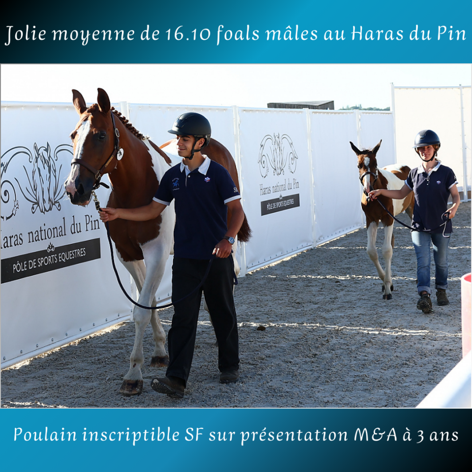 Veulen (ml) Rijpaard Te koop 2025 Bont ,  Conte Bellini