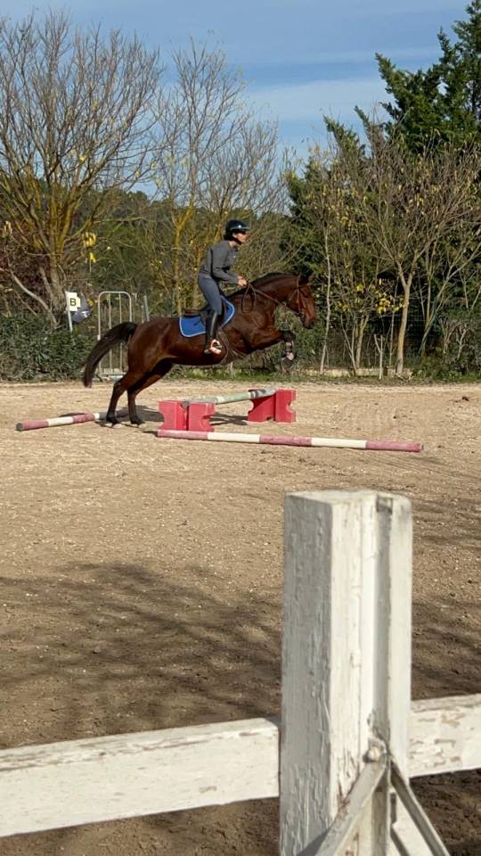 Merrie Franse rijpony PFS Te koop 2018 Bruin / Bai ,  Noir sur Blanc Mahoud PFS (Linaro)