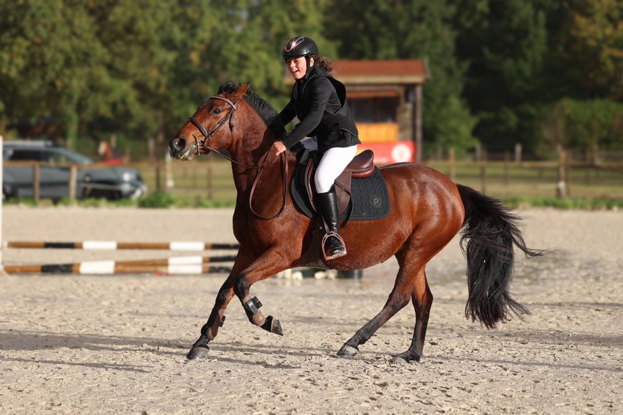 Merrie Franse rijpony PFS Te koop 2018 Bruin / Bai ,  Noir sur Blanc Mahoud PFS (Linaro)
