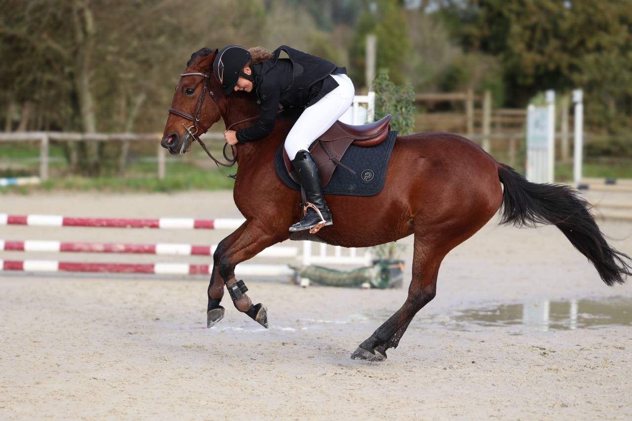 Merrie Franse rijpony PFS Te koop 2018 Bruin / Bai ,  Noir sur Blanc Mahoud PFS (Linaro)