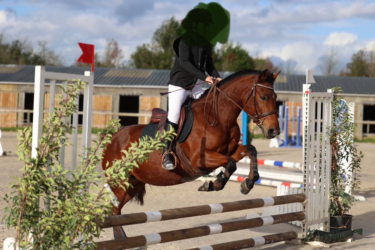 Merrie Franse rijpony PFS Te koop 2018 Bruin / Bai ,  Noir sur Blanc Mahoud PFS (Linaro)