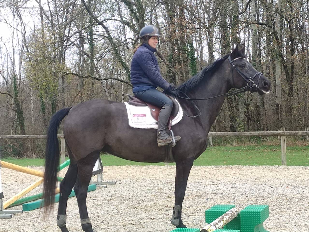 Merrie Hannoveraan  Te koop 2020 Bruin / Bai ,  Secret