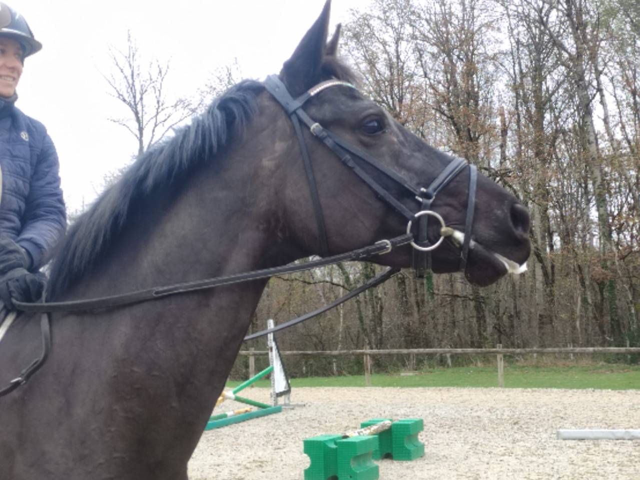 Merrie Hannoveraan  Te koop 2020 Bruin / Bai ,  Secret