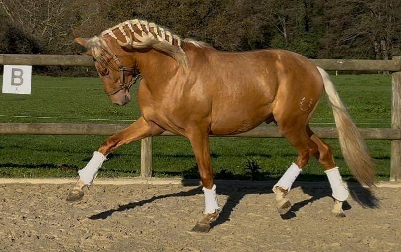 Hengst PRE Puur Ras Spaans Te koop 2023 Palomino ,  MARACAIBO COR