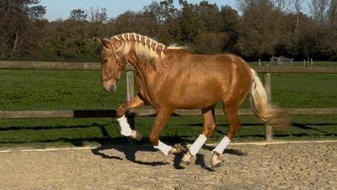 Hengst PRE Puur Ras Spaans Te koop 2023 Palomino ,  MARACAIBO COR