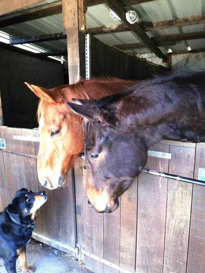 Hippisch vastgoed Koop Landes