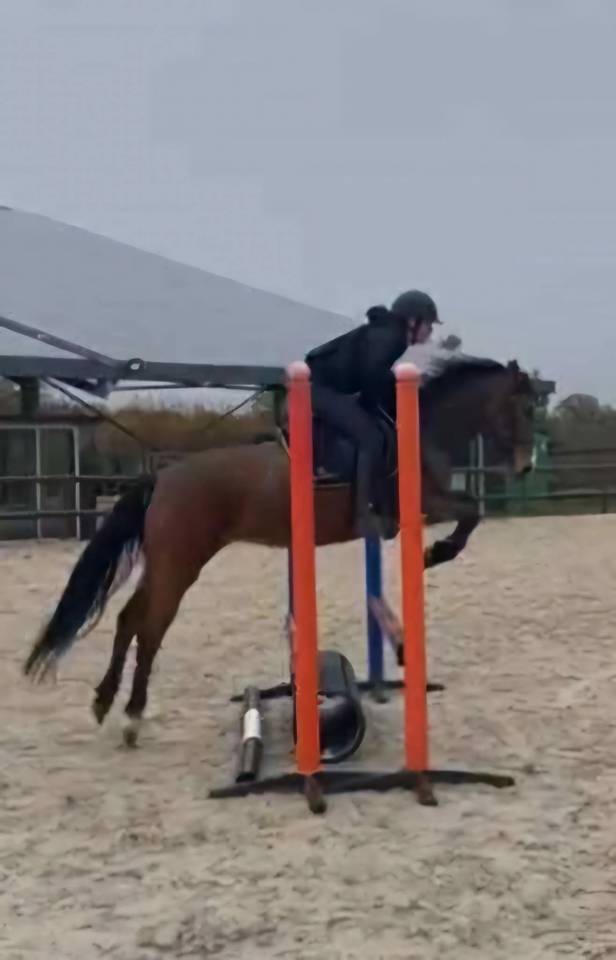 Merrie Bekend ras Te koop 2019 Donker bruin / bai