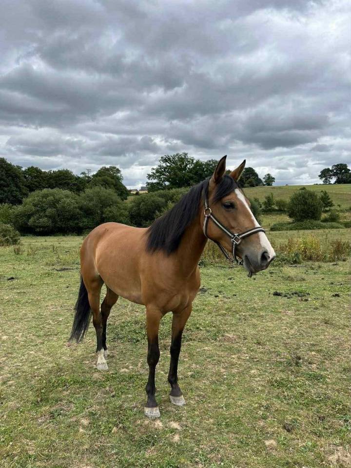 Merrie Bekend ras Te koop 2019 Donker bruin / bai