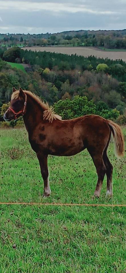 Veulen (vr) Andere pony rassen Te koop 2025 Vos ,  Joseph's shangti AR