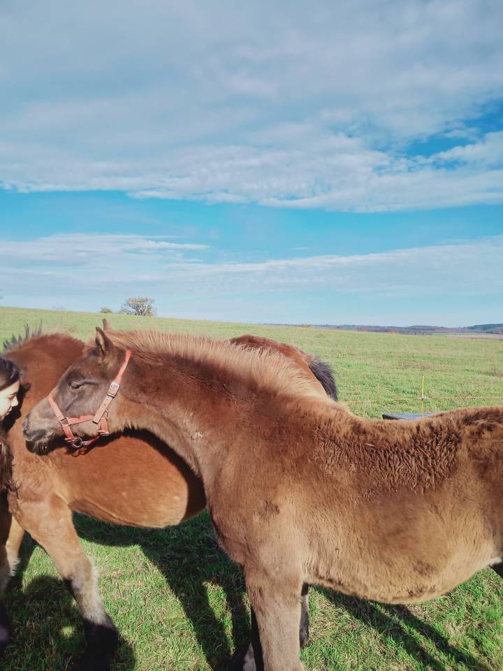 Veulen (vr) Andere pony rassen Te koop 2025 Vos ,  Joseph's shangti AR