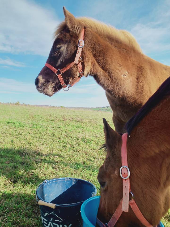 Veulen (vr) Andere pony rassen Te koop 2025 Vos ,  Joseph's shangti AR