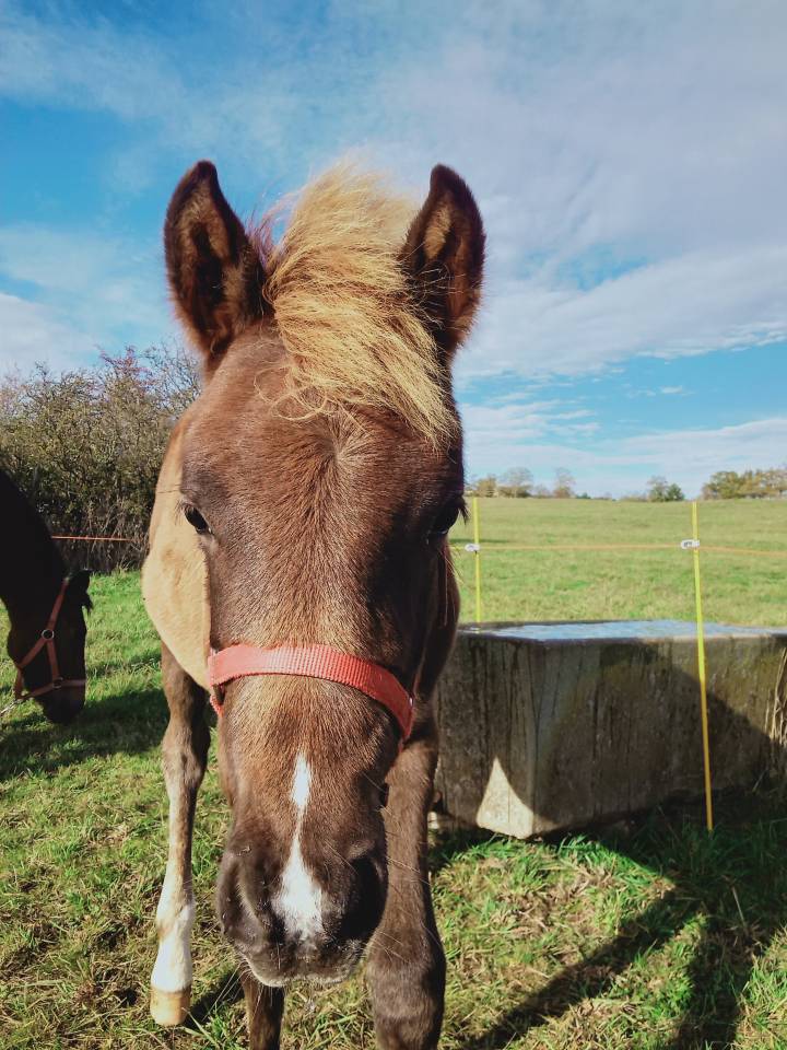 Veulen (vr) Andere pony rassen Te koop 2025 Vos ,  Joseph's shangti AR