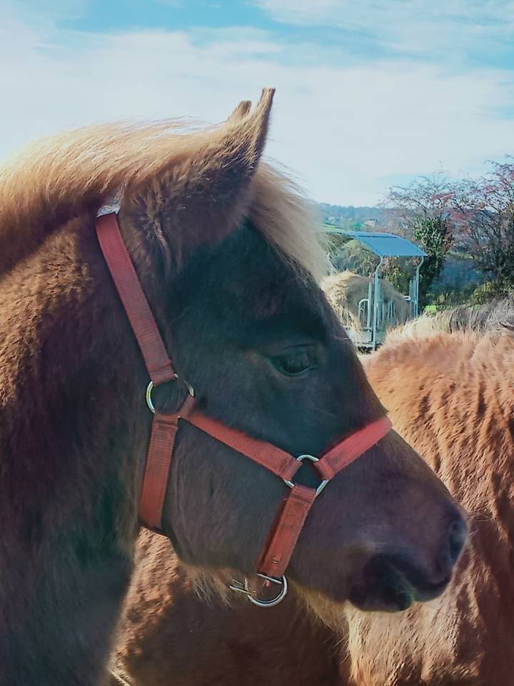 Veulen (vr) Andere pony rassen Te koop 2025 Vos ,  Joseph's shangti AR