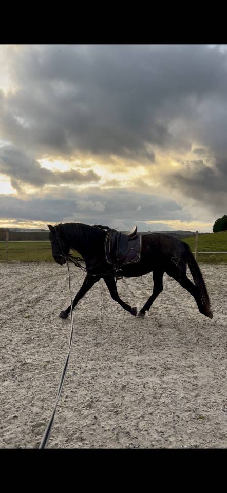 Hengst PRE Puur Ras Spaans Te koop 2021 Zwart