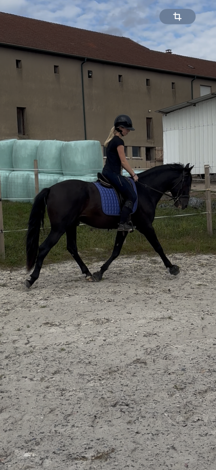 Hengst PRE Puur Ras Spaans Te koop 2021 Zwart