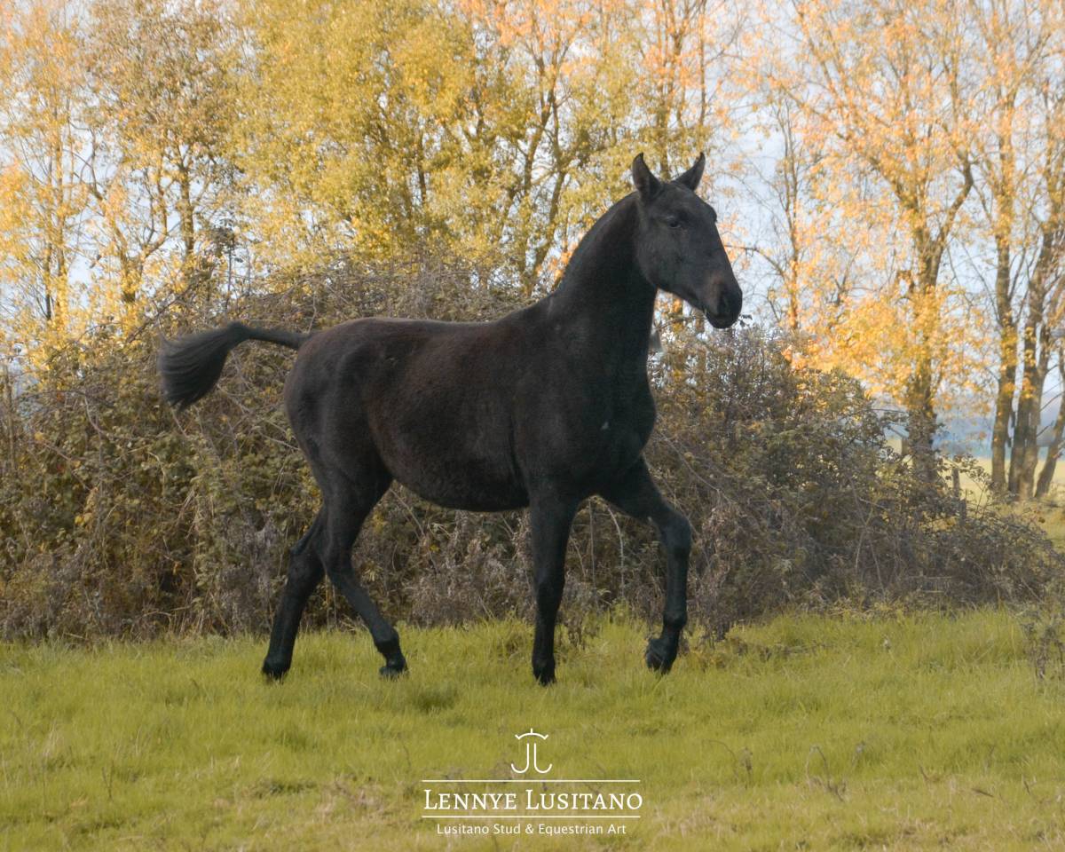 Veulen (vr) Lusitano Te koop 2024 Schimmel ,  Benjamin da Broa