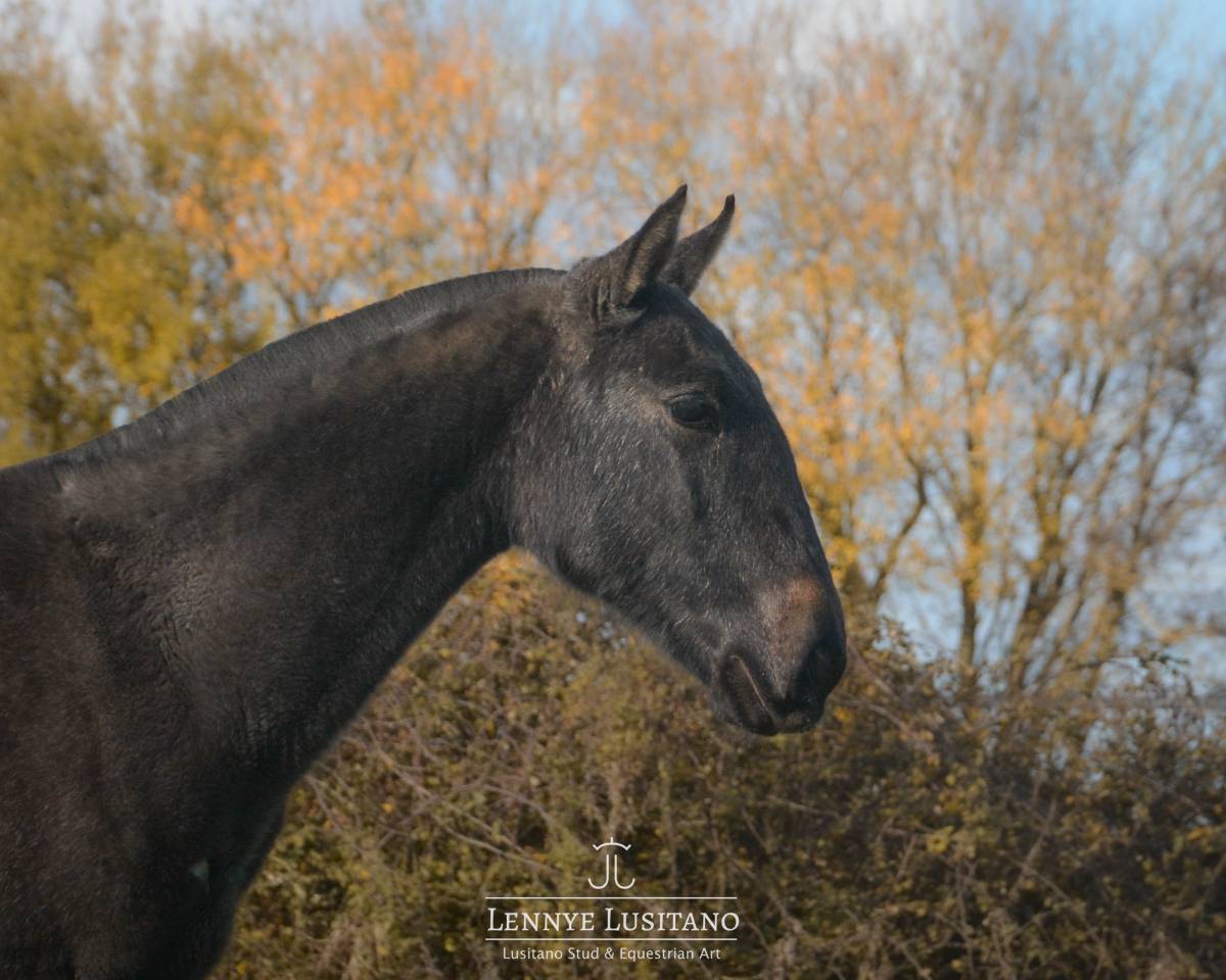 Veulen (vr) Lusitano Te koop 2024 Schimmel ,  Benjamin da Broa