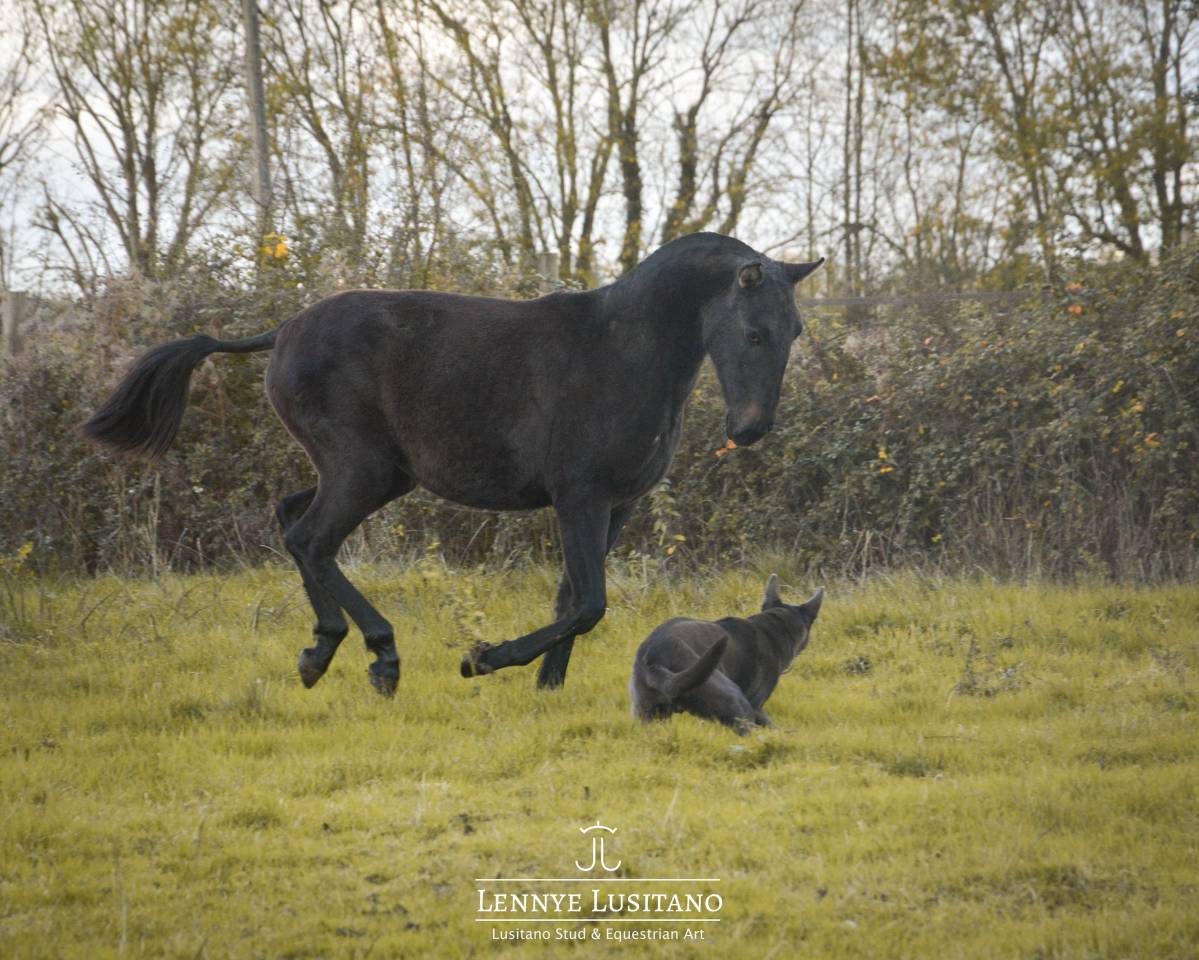 Veulen (vr) Lusitano Te koop 2024 Schimmel ,  Benjamin da Broa