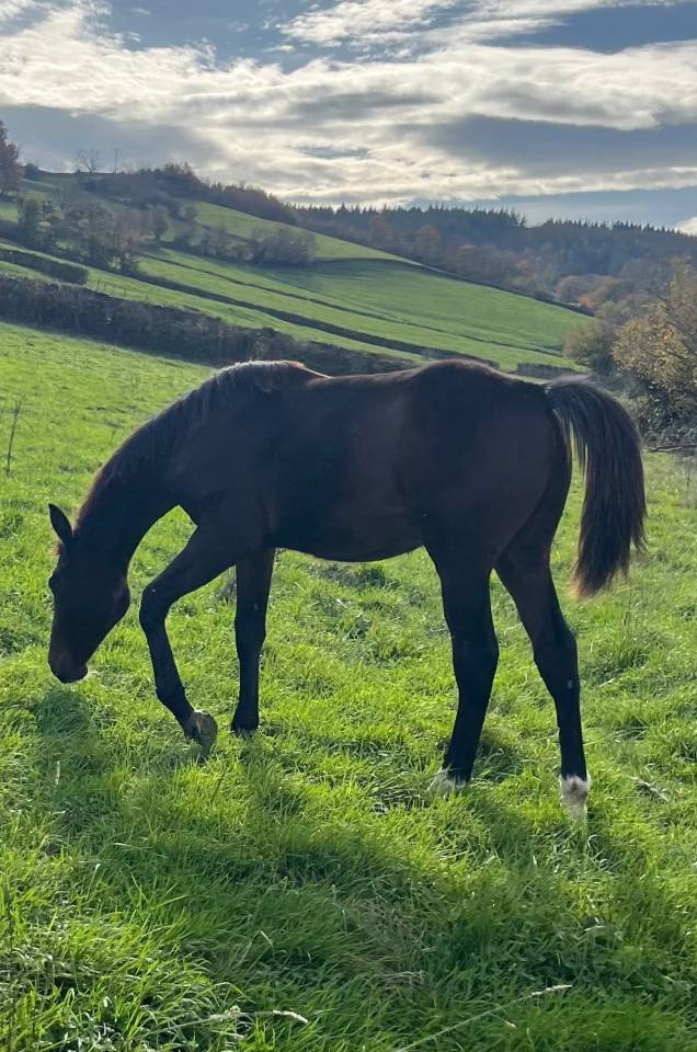 Veulen (ml) Selle Français Te koop 2025 Bruin / Bai ,  diarado