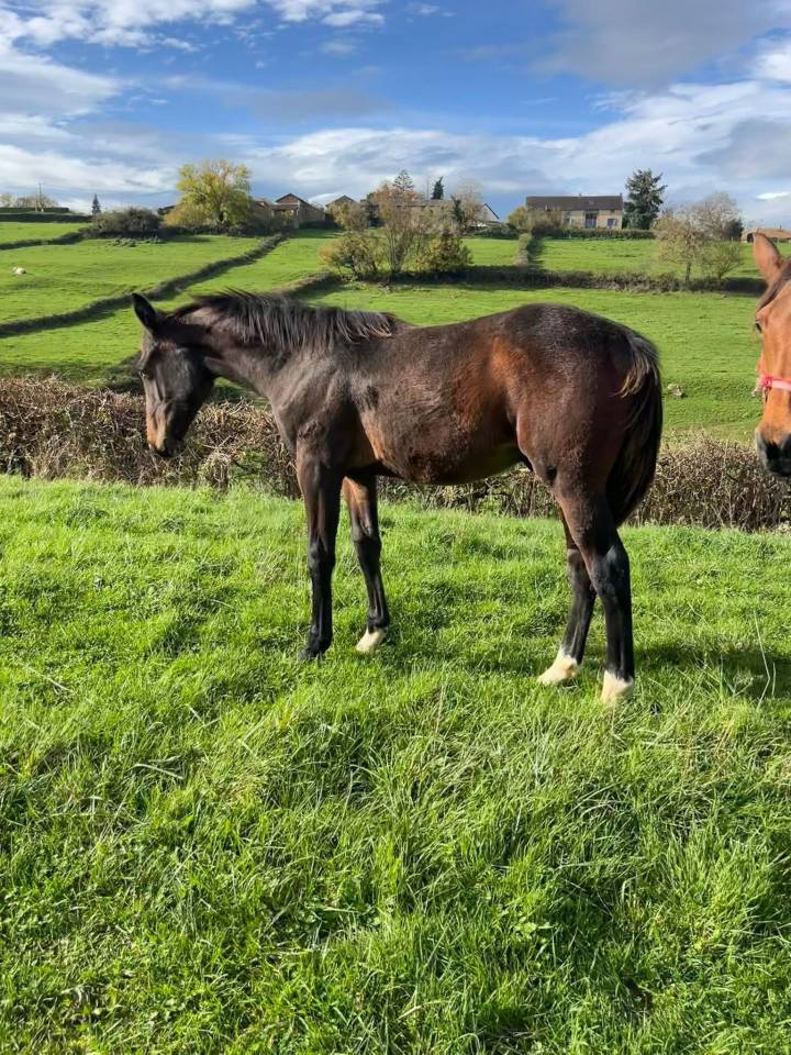 Veulen (ml) Selle Français Te koop 2025 Bruin / Bai ,  diarado