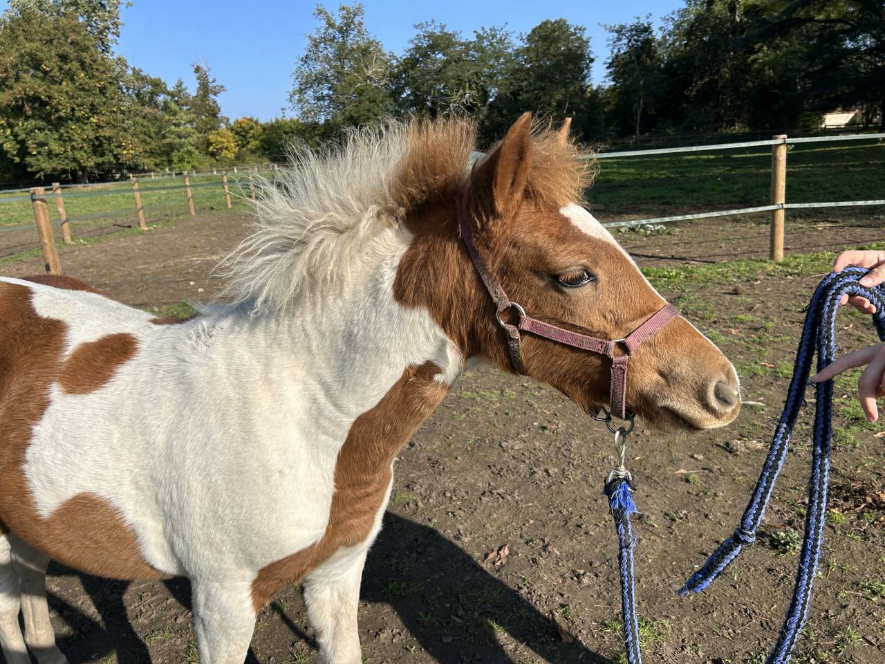 Veulen (vr) Franse rijpony PFS Te koop 2025 Bont ,  EUROGEN FANTOMAS