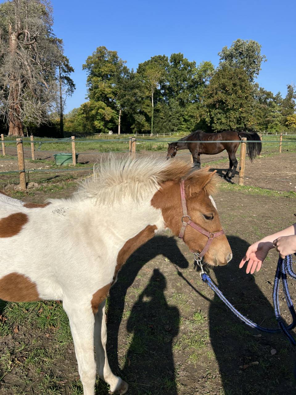 Veulen (vr) Franse rijpony PFS Te koop 2025 Bont ,  EUROGEN FANTOMAS