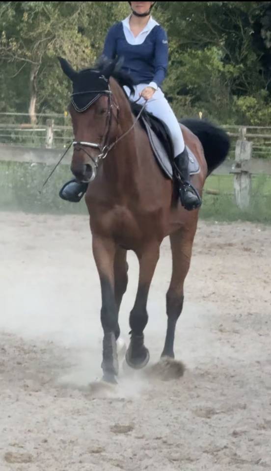 Merrie Zangersheide Te koop 2015 Donker bruin / bai ,  CON AIR