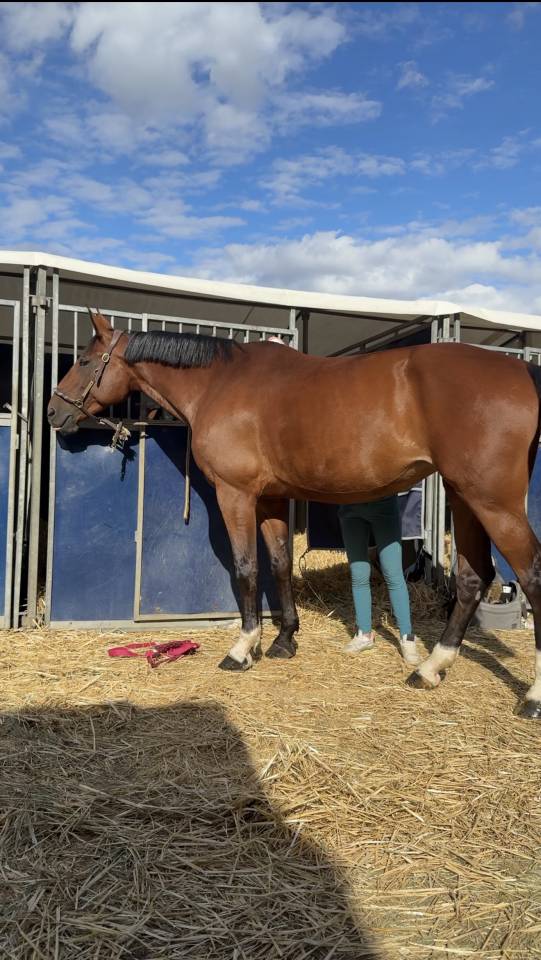 Merrie Zangersheide Te koop 2015 Donker bruin / bai ,  CON AIR