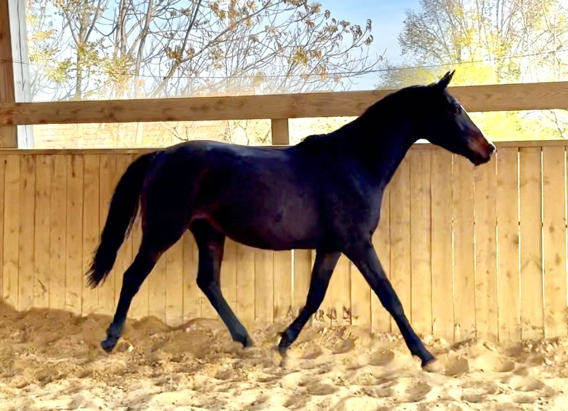 Merrie AES Anglo European Studbook Te koop 2023 Bruin / Bai ,  idem du peyron