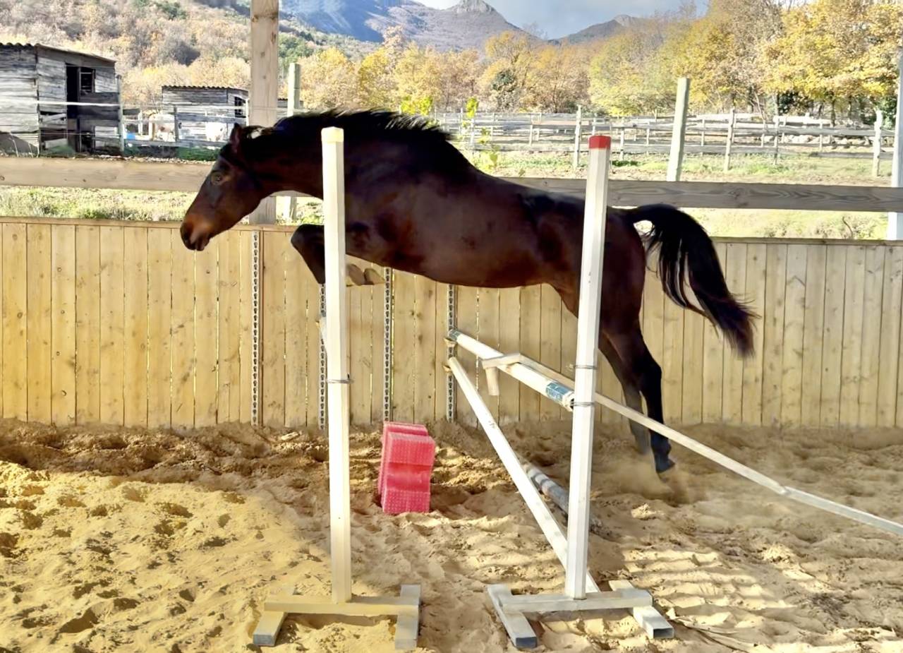 Merrie AES Anglo European Studbook Te koop 2023 Bruin / Bai ,  idem du peyron