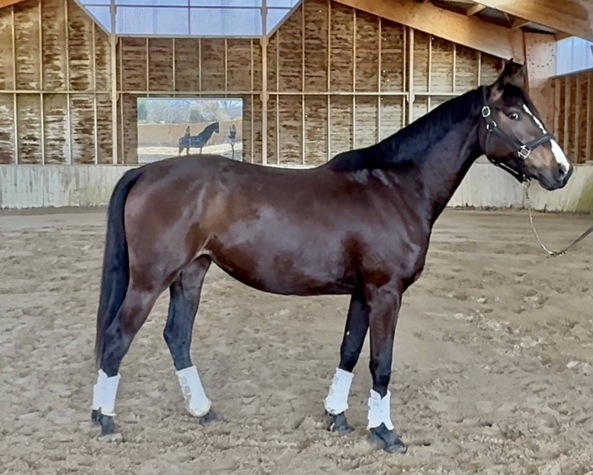 Merrie AES Anglo European Studbook Te koop 2023 Bruin / Bai ,  idem du peyron