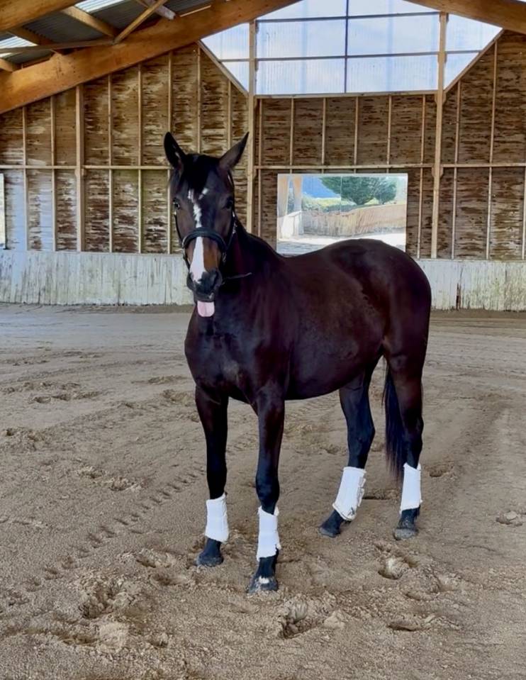 Merrie AES Anglo European Studbook Te koop 2023 Bruin / Bai ,  idem du peyron