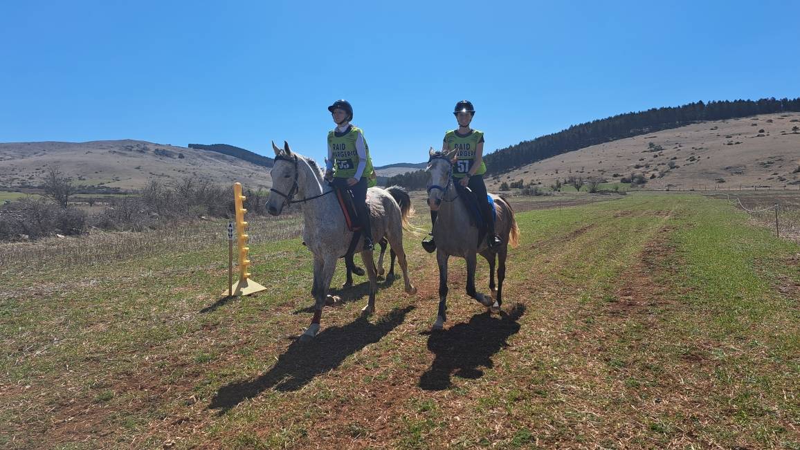 Ruin Anglo-Arabier Te koop 2014 Schimmel