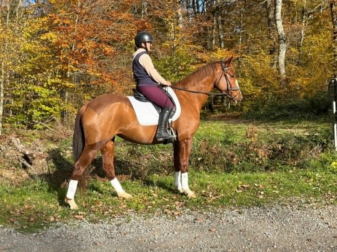 Merrie Selle Français Te koop 2018 Vos