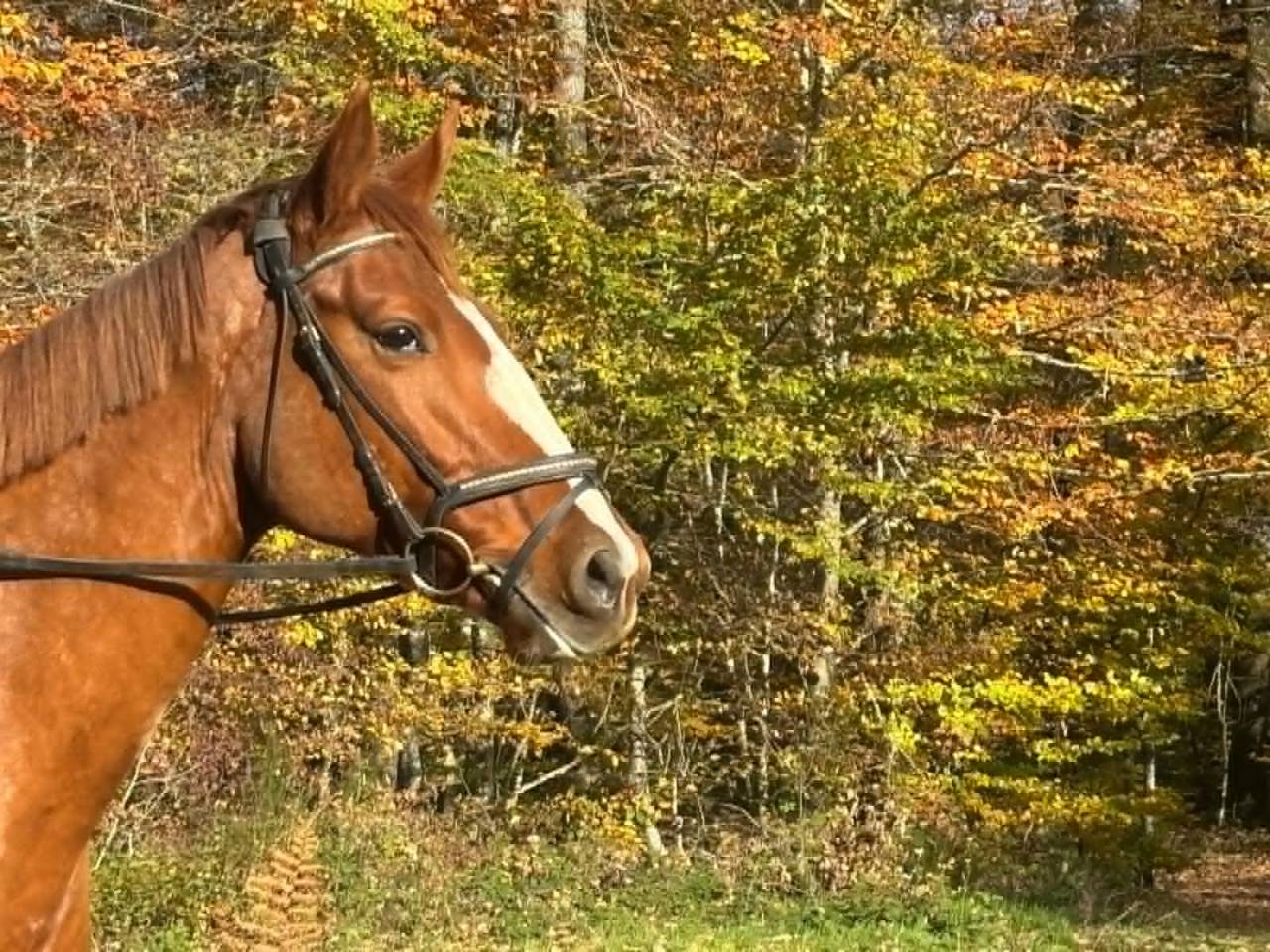 Merrie Selle Français Te koop 2018 Vos