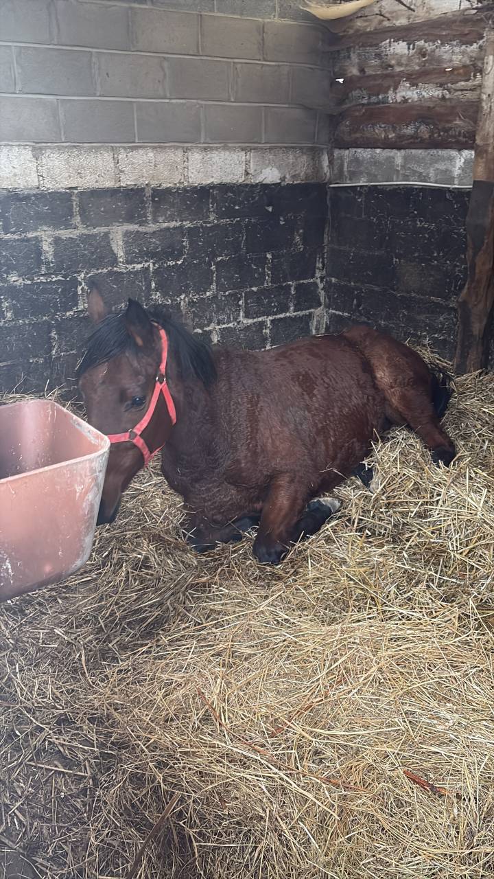 Merrie Engels volbloed Te koop 2020 Donker bruin / bai